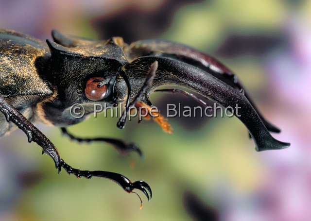 Lucanus sericeus.JPG - in "Portraits d'insectes" ed. SeuilLucanus sericeusLucane maleStag beetleColeopteraLucanidaeThailande